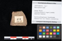 Foto (Objekt + Etikett) von Myrica lignitum Unger (NHMW-GEO-2024-0188-0473)